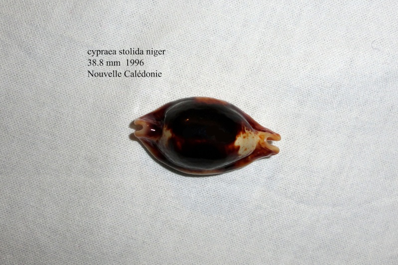 Bistolida stolida - (Linnaeus, 1758) - Niger & Rostrée Cyprae36