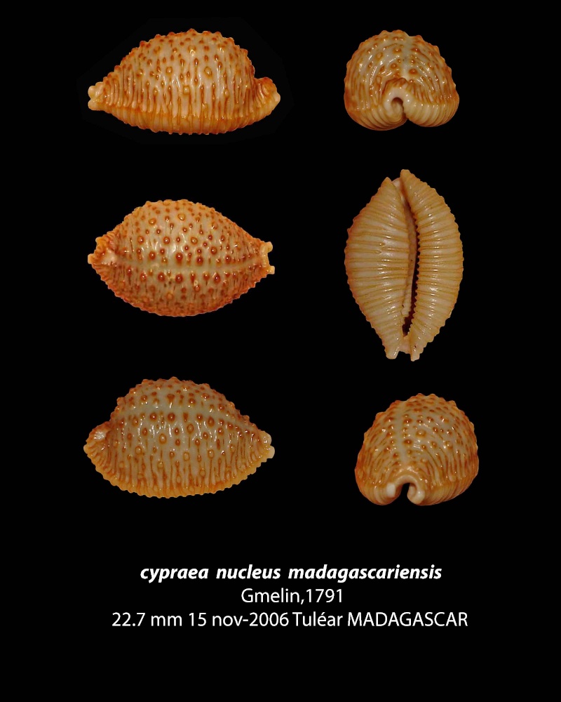 Nucleolaria nucleus madagascariensis (Gmelin, 1791) voir Nucleolaria nucleus Cyprae58