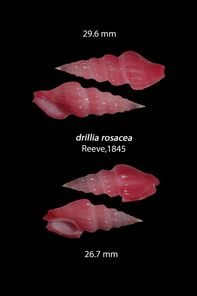 Drillia rosacea (Reeve, 1845) Drilli14