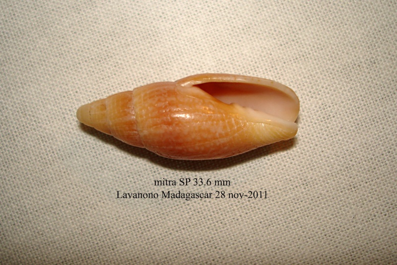 Quasimitra manuellae (T. Cossignani & V. Cossignani, 2006)  Mitre_12