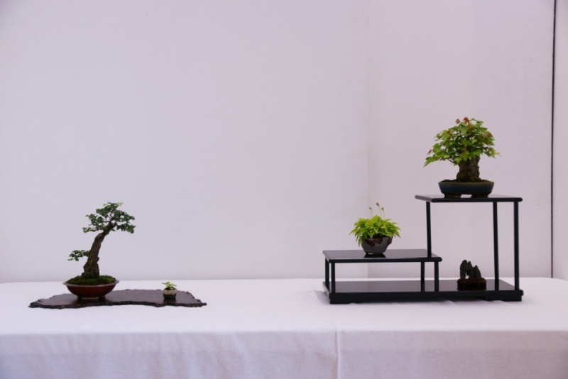 EXPO SHOHIN MAME 9 et 10 JUIN 2012 Dsc00124