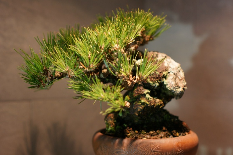 EXPO SHOHIN MAME 9 et 10 JUIN 2012 Dsc09412