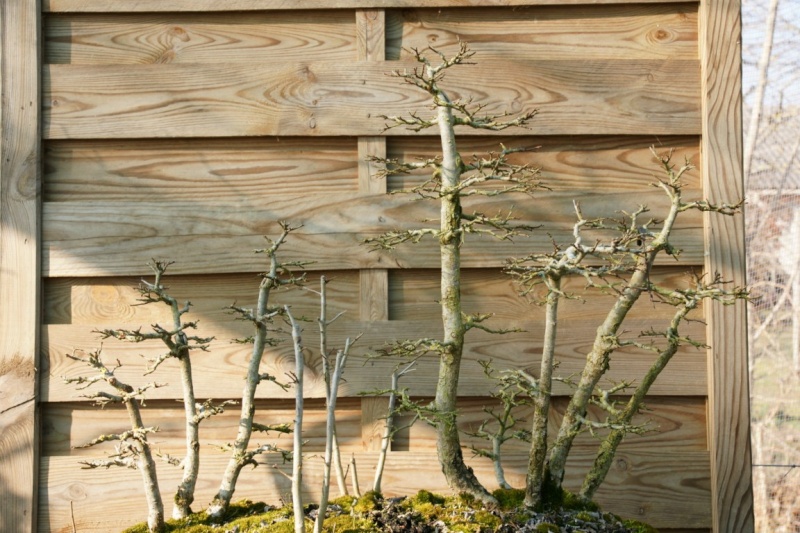 évolution d'une forêts d'ormes champêtre Dsc09510