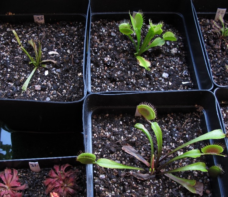 Dionaea avec les extremité des feuilles qui noircissent Dionae10