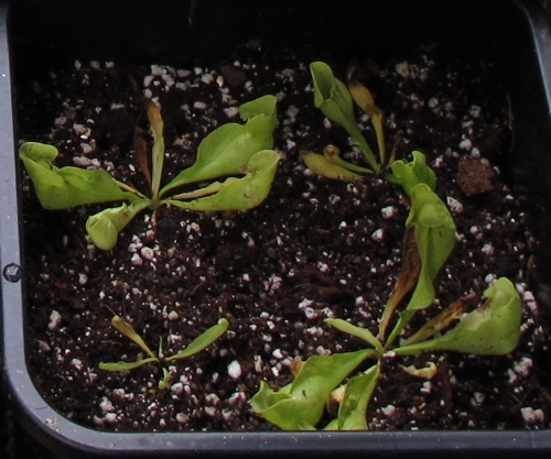 Cherche Drosera paradoxa contre Sarracenia purpurea ssp. venosa var. all green (antho free) Sarrac11