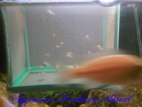 My OB Peacock and Firefish Parents and Juveniles Ob_pea13