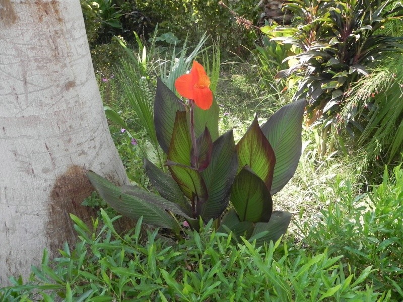 Canna rouge Dscn0910