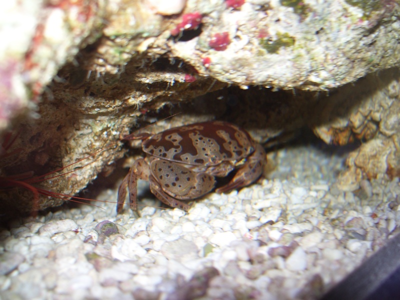 identification crabe 100_4311