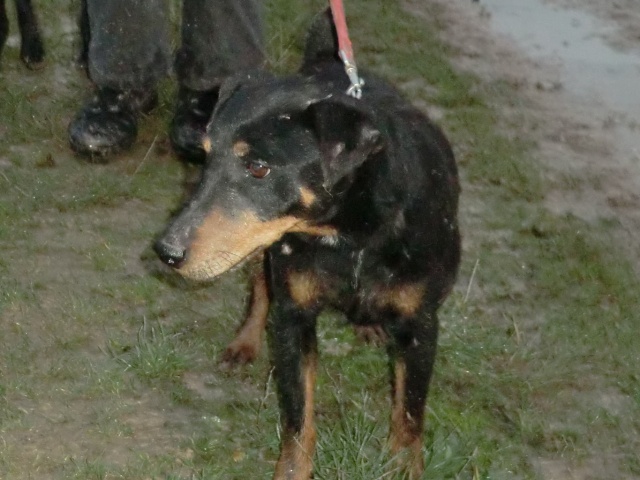 TITOU - x jadg terrier  10 ans - Refuge de Filemon  à Amiens (80) Cimg7613