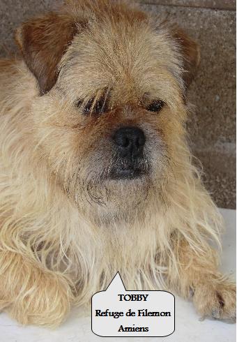 TOBBY X BORDER TERRIER REFUGE DE FILEMON 80 AMIENS Tobby11