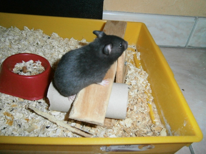 Donne hamster 02412