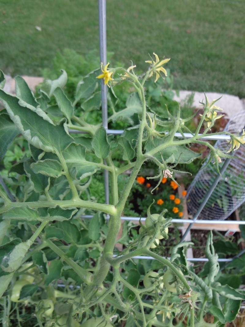 Dean-End Tomato Plant Dead_e10