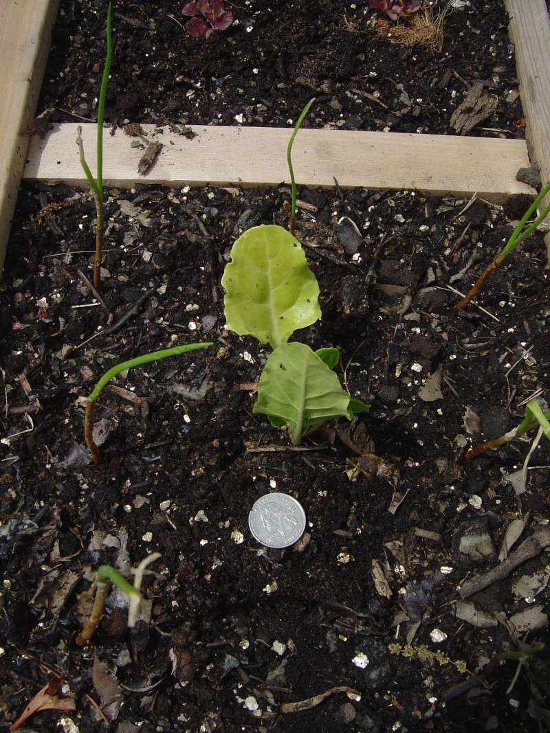 Plants not thriving in Mels Mix Dsc01114