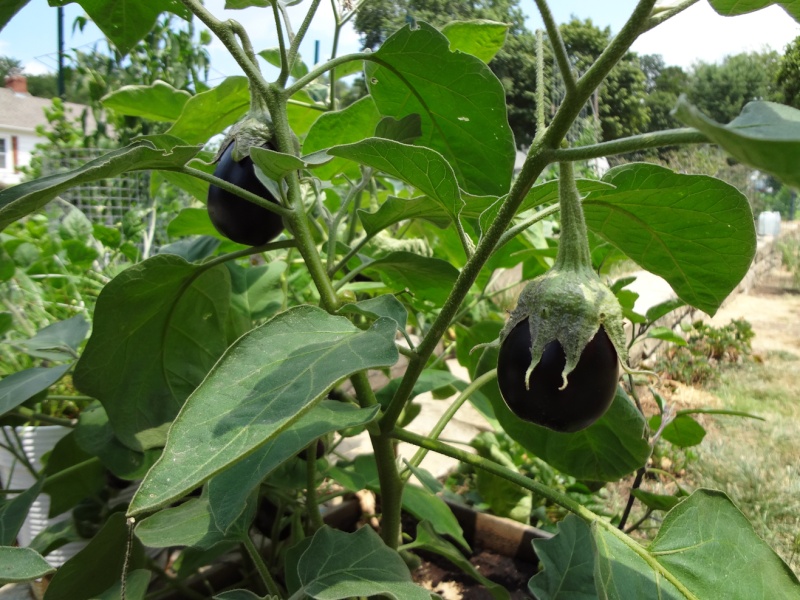 eggplant - eggplant too ripe? E411