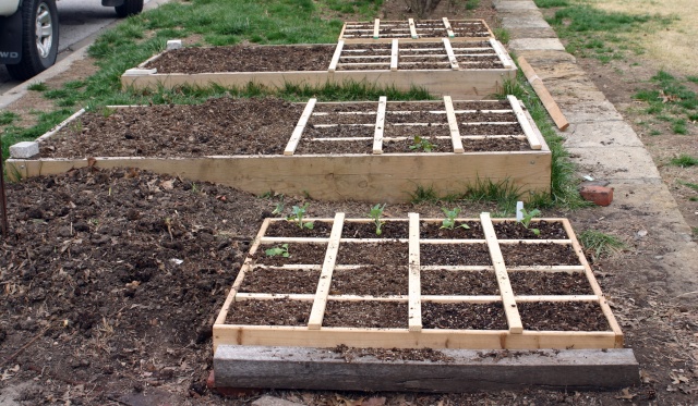 Planted today in KC Garden10
