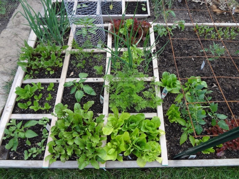 Garden Update - Pics Garden12