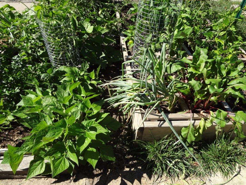 Garden is going CRAYZEE! Garden13