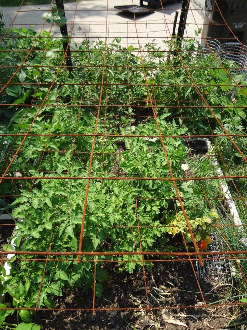How to grow determinite tomatoes Horiz11