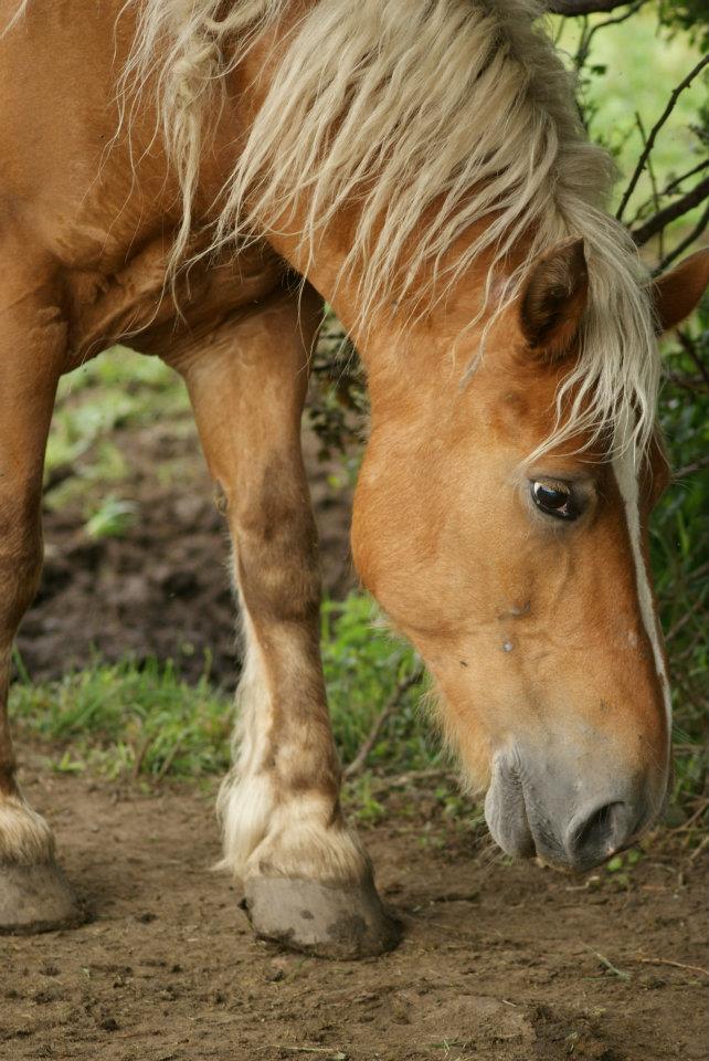 dpt 77, Kinoa, comtoise de 14 ans, sauvée par Oups ! (Juin 2012) 31486710