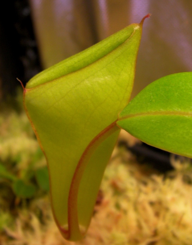 Nepenthes "Inermis" Nepent11