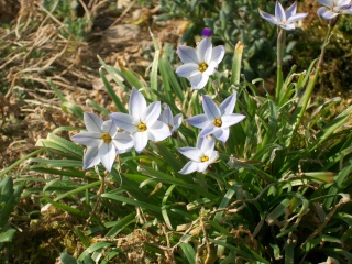 Ipheion 109_1710