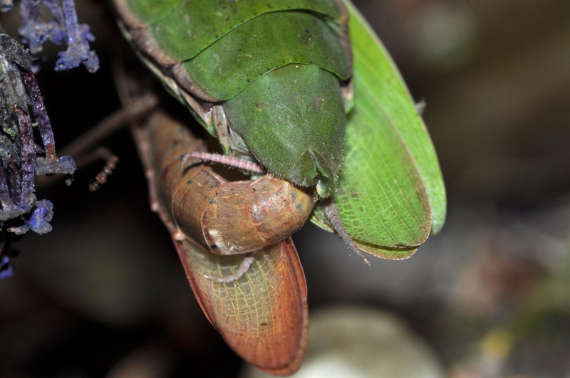 naissance d'une mante  (Mantis religiosa) Abon_315