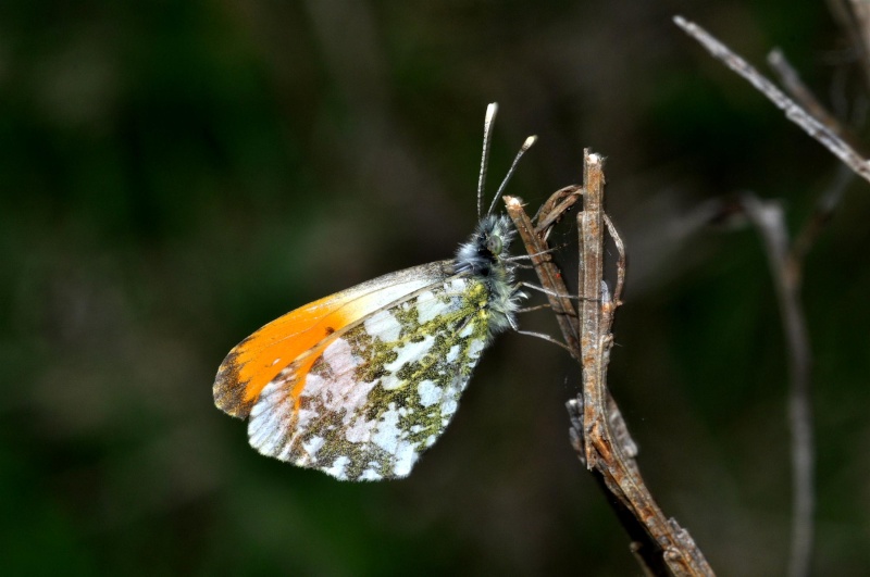   Anthocharis cardamines  ??  Abon_710