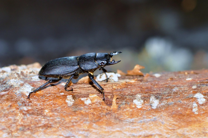 dorcus parallelipipedus Dorcus10