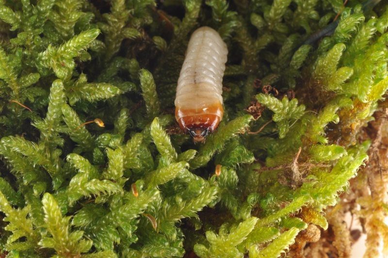 petite larve  F_18310