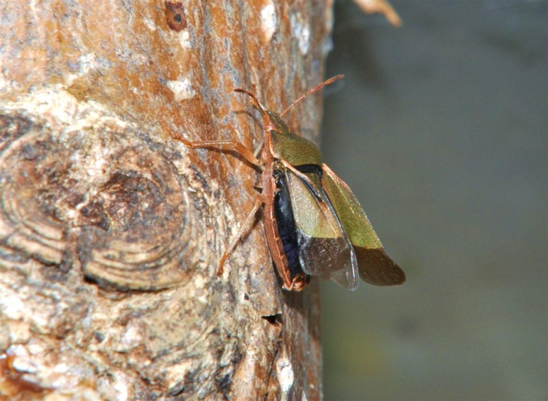 je dirai (palamena prasina) H_11510