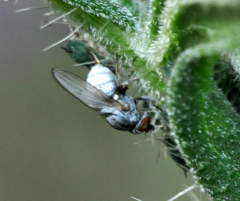 [Leucopis sp.] environ 2mm Leucop13