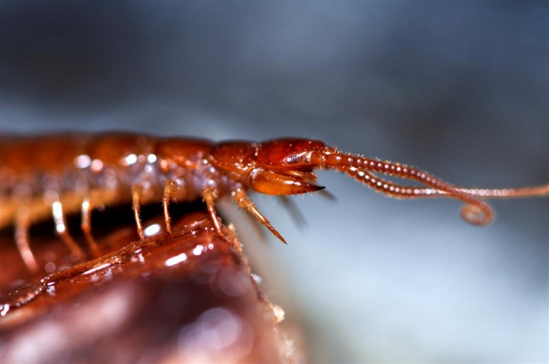 mille pattes  (Lithobius forficatus ) Lithob10