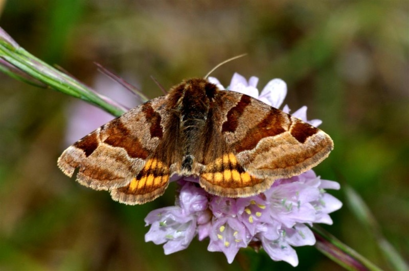 [Euclidia glyphica](Noctuidae)papillons  X_3410