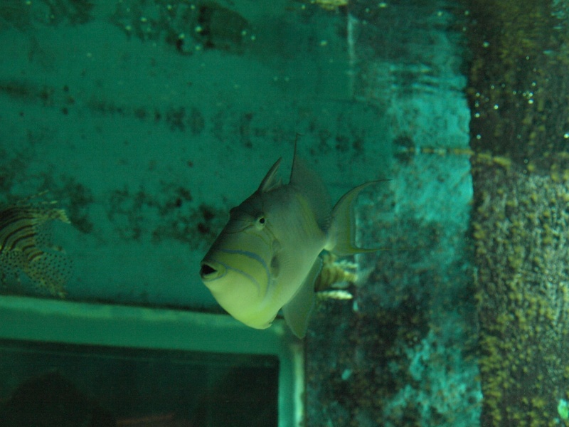 [visite] aquarium/muséum de Liège en Belgique .  P1013631