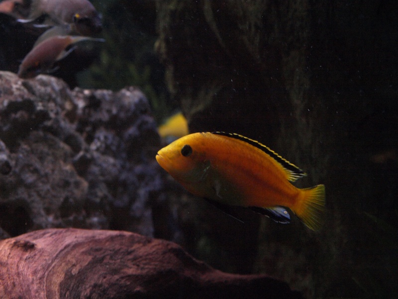 [visite] aquarium/muséum de Liège en Belgique .  P1013641