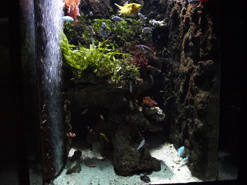 [visite] aquarium/muséum de Liège en Belgique .  P1013717