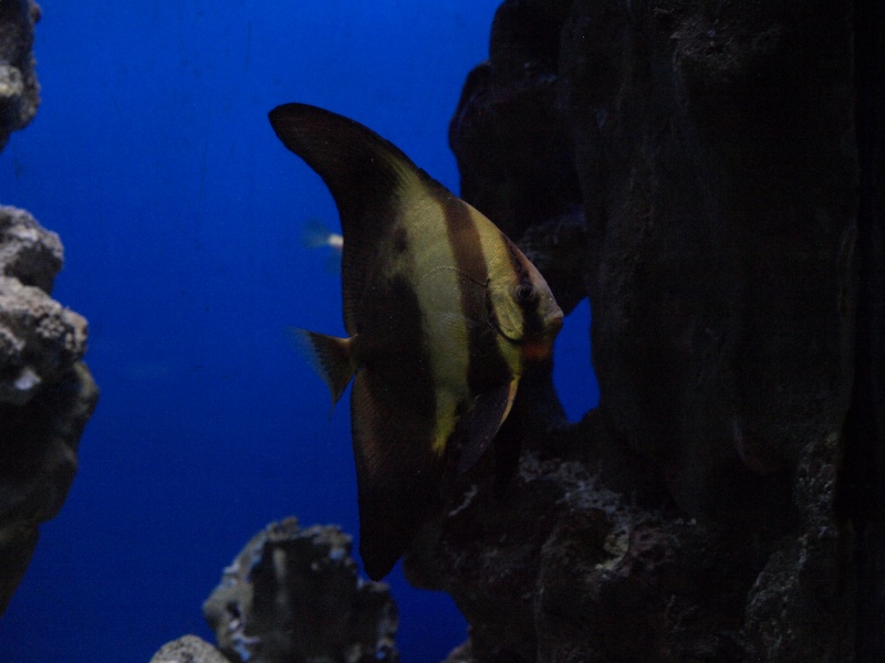 [visite] aquarium/muséum de Liège en Belgique .  P1013725
