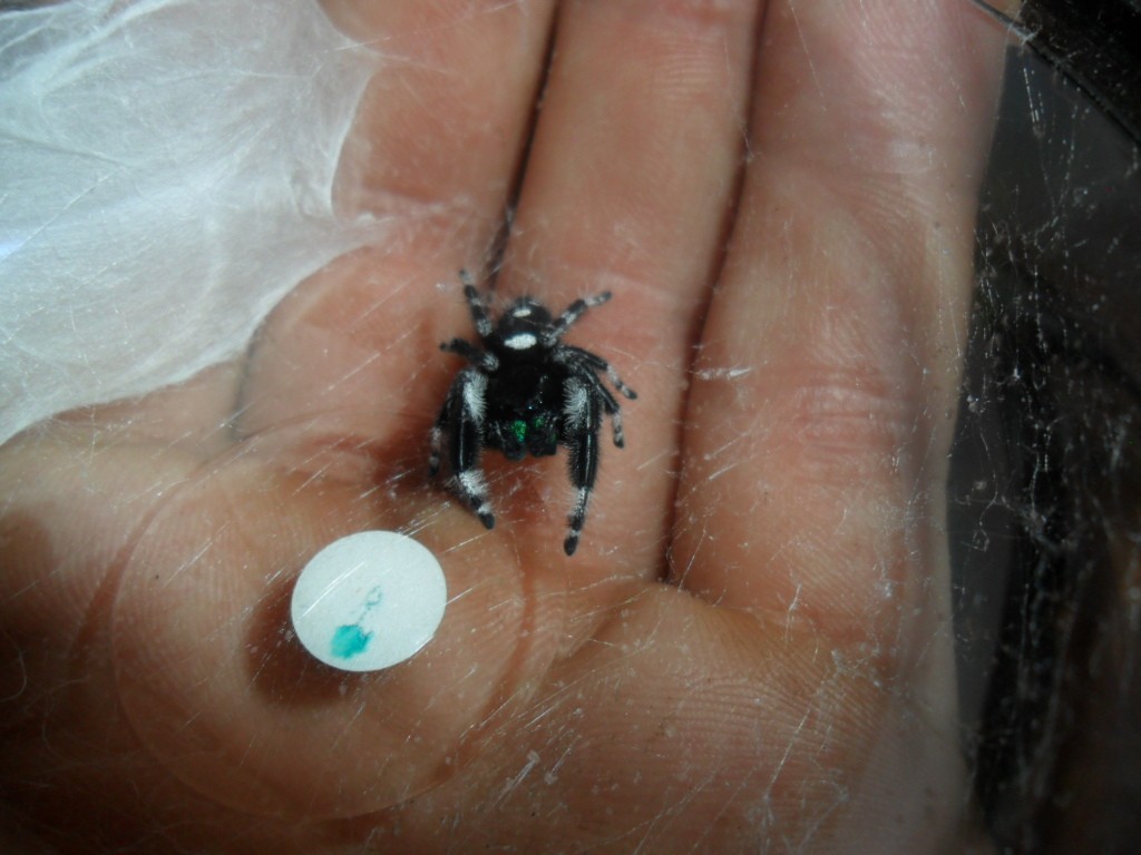 Phidippus regius M_regi10