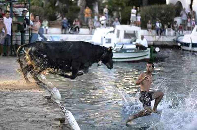 DOMINGO DIA 11DEL 11..... Toro-p11