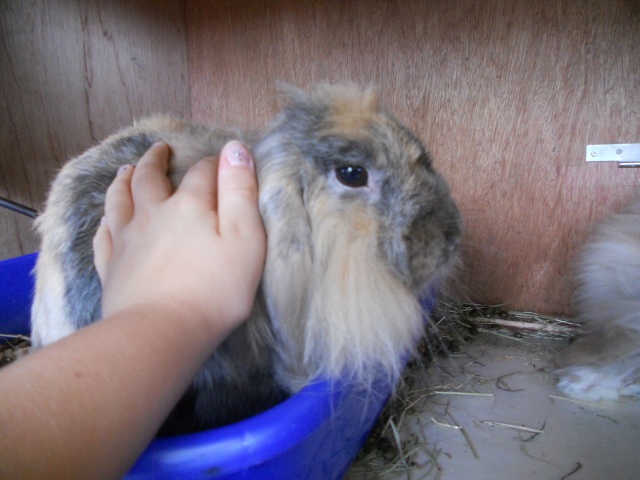 [Rongeurs en Destress] Pao, lapin bélier qui n'a pas eu de chance Dscn0710