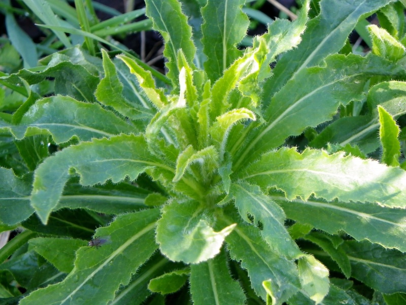 Campanula, Rheum rhabarbarum (rhubarbe), Valeriana officinalis [devinette] Imgp1825