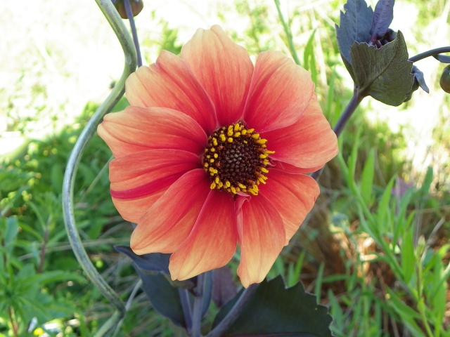 Dahlia - variétés, culture Imgp3911