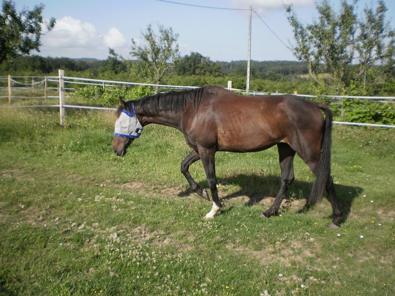 FLICK...........rebaptisé FLINT adopté lecat. - Page 3 P6211214