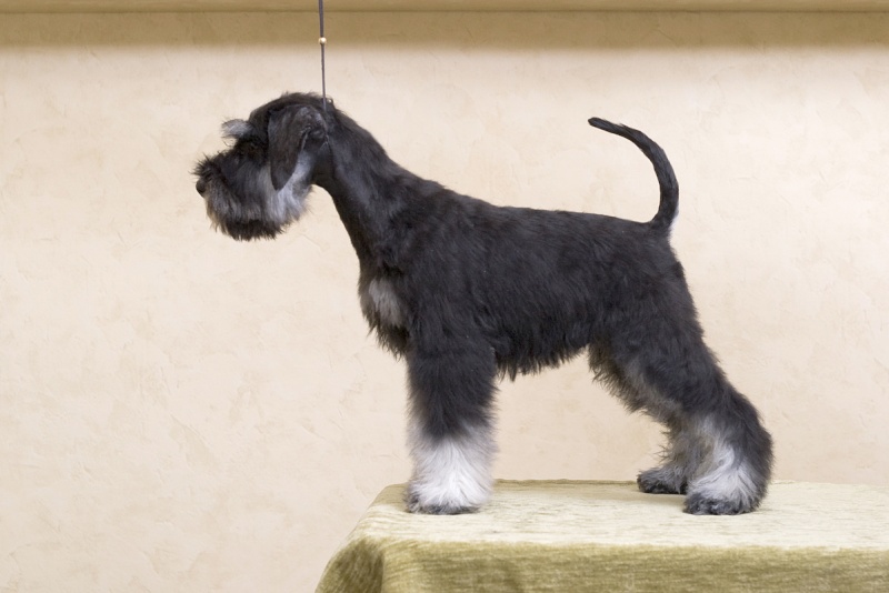 Black and silver puppies 2 male ( updated - new photos!) Imgp5910