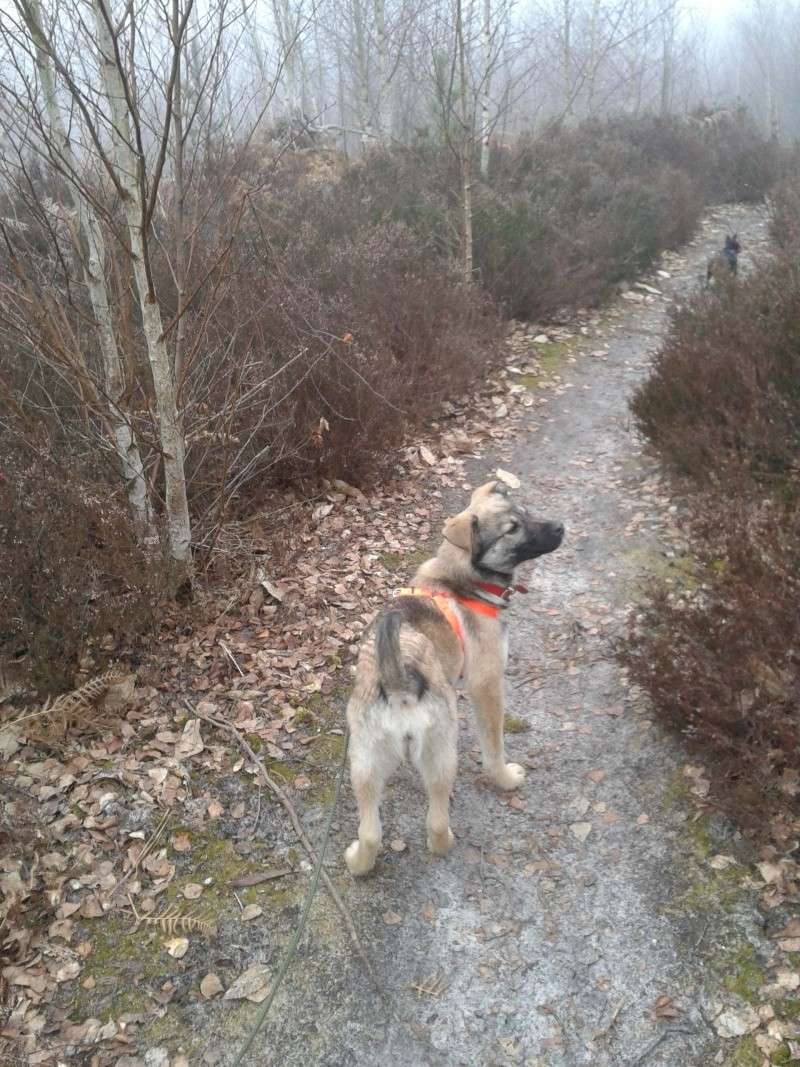 Lily, chiot, femelle, 3 mois, trouvée sur le champ (Moka) 2012-012