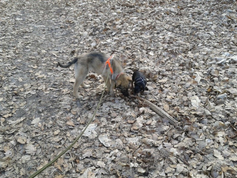 Lily, chiot, femelle, 3 mois, trouvée sur le champ (Moka) 2012-014