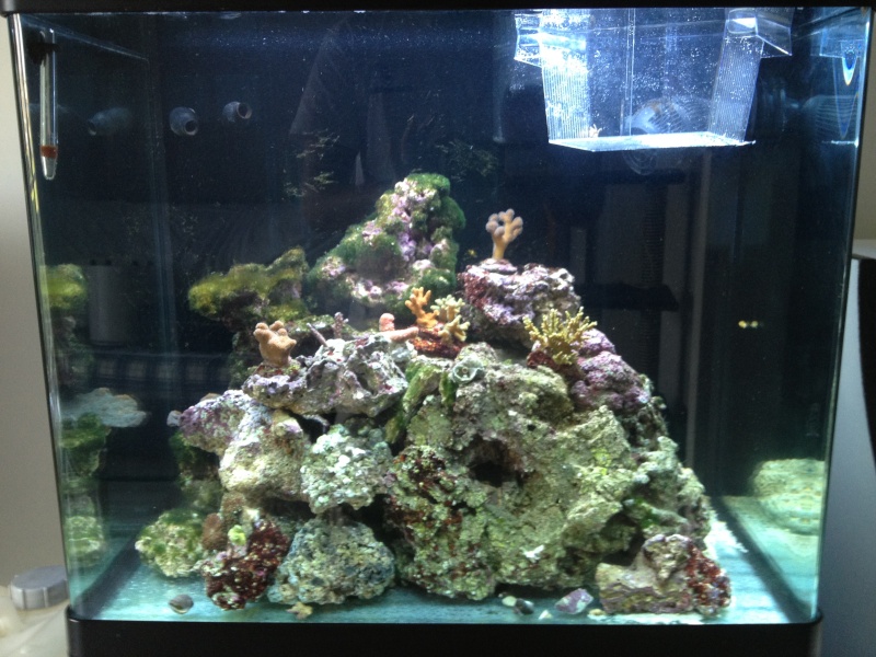 Red sea max 130 Img_1216