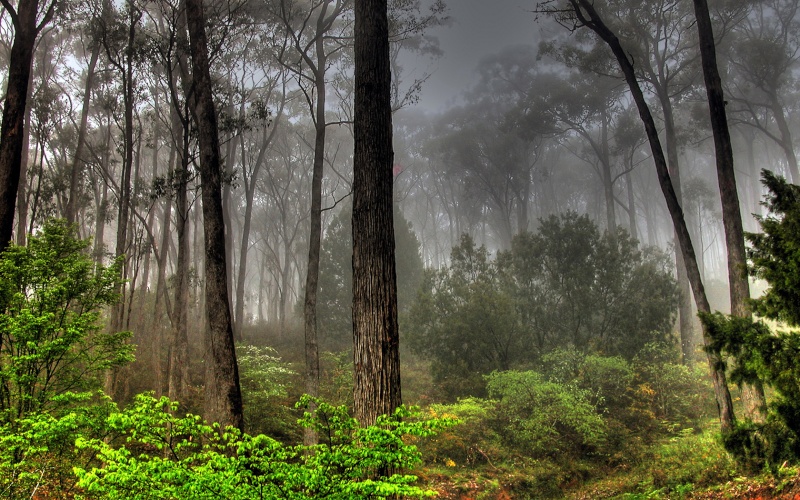 wallpaper hd duwar kağıtları Nature10