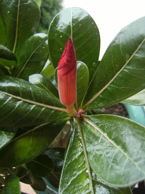 semis d'adenium de pivoine51 - Page 6 03410