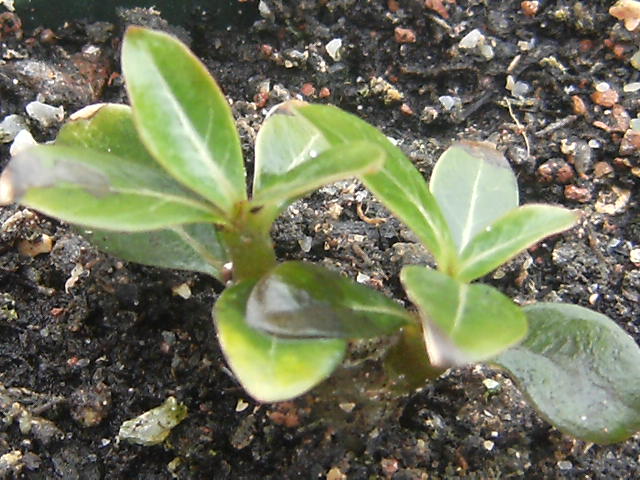 semis d'adenium de pivoine51 - Page 6 06210